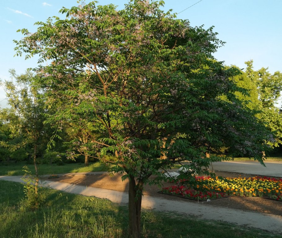 Мелия азедарах дерево