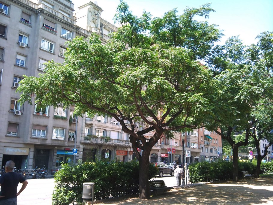 Мелия гималайская дерево