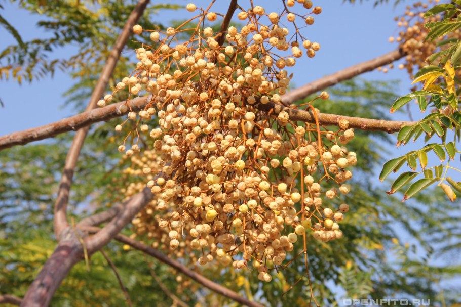 Мелия азедарах дерево