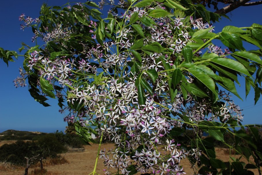 Мелия азедарах дерево