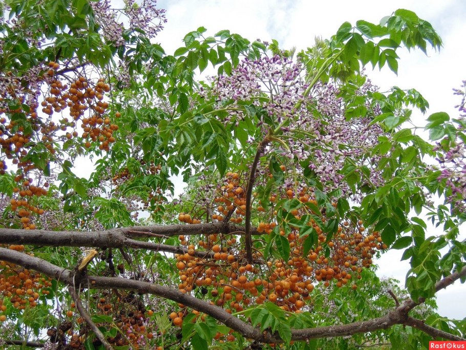 Мелия гималайская