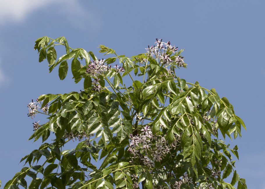 Мелия ацедарах