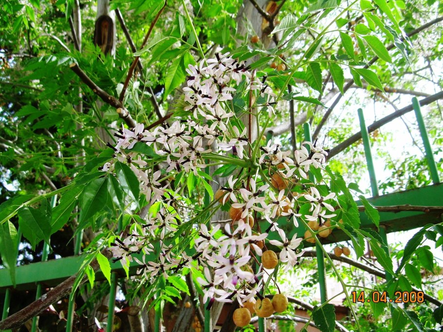 Мелия ацедарах