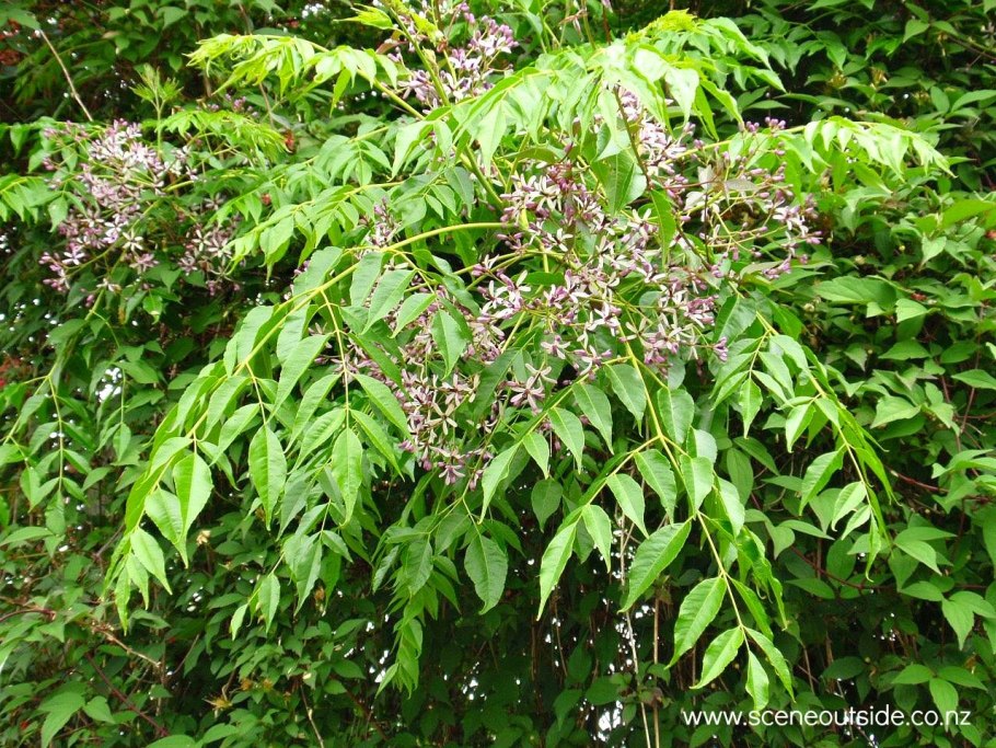 Кристалл Сити