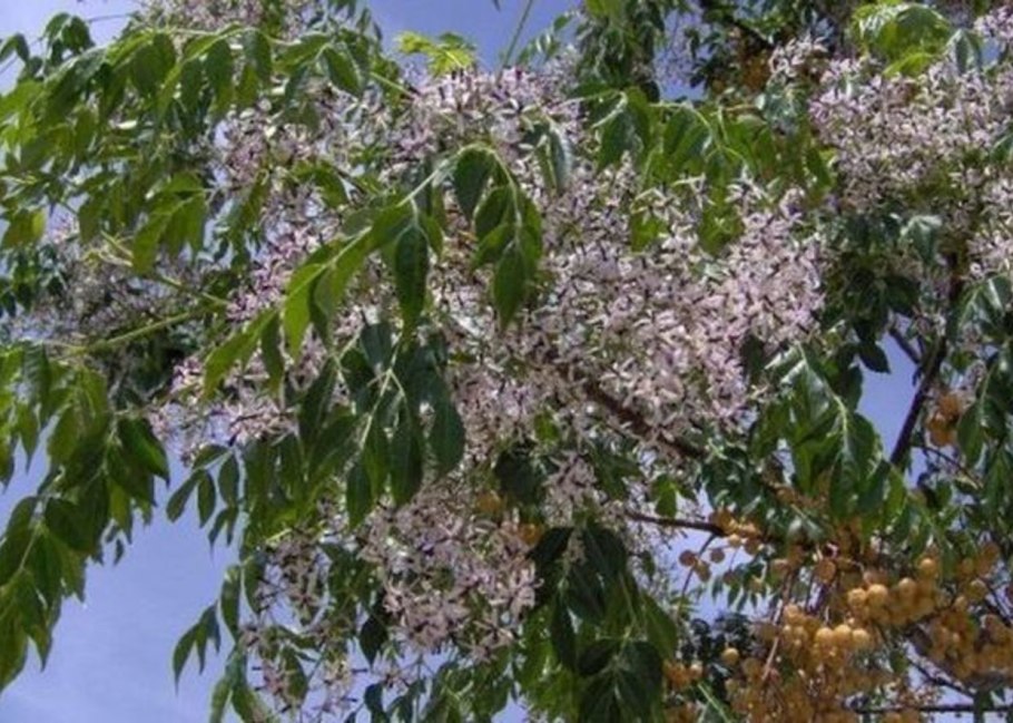 Коста Тегисе фото