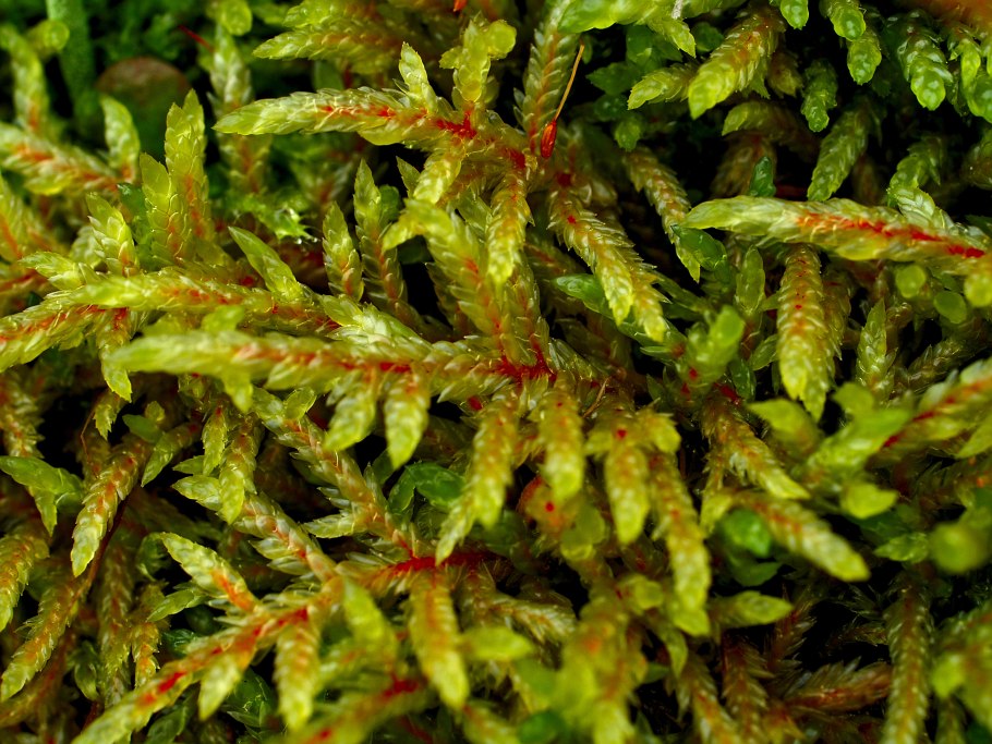 Сфагнум узколистный