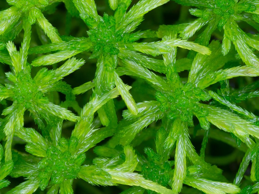 Sphagnum riparium