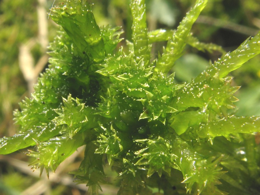 Sphagnum squarrosum