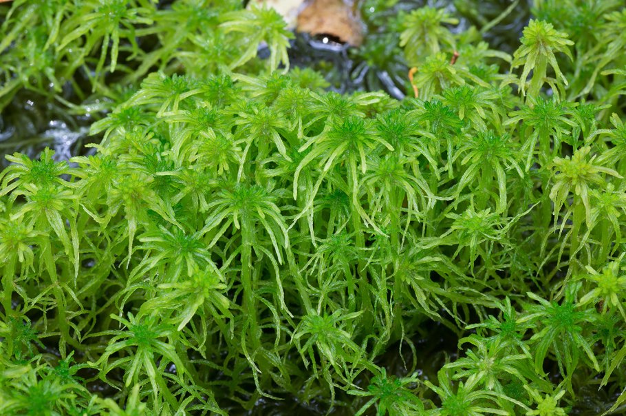 Сфагнум береговой