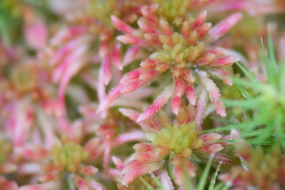 Торфяной мох сфагнум