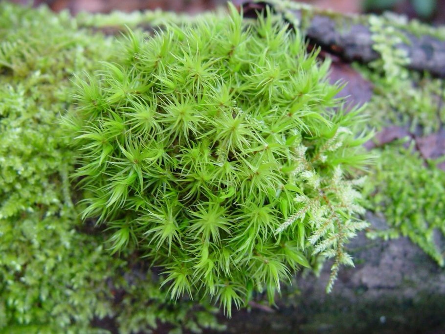 Зеленый мох сфагнум