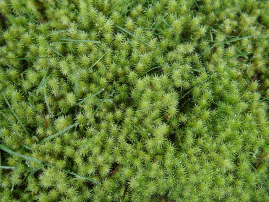 Сфагнум онгстрёма