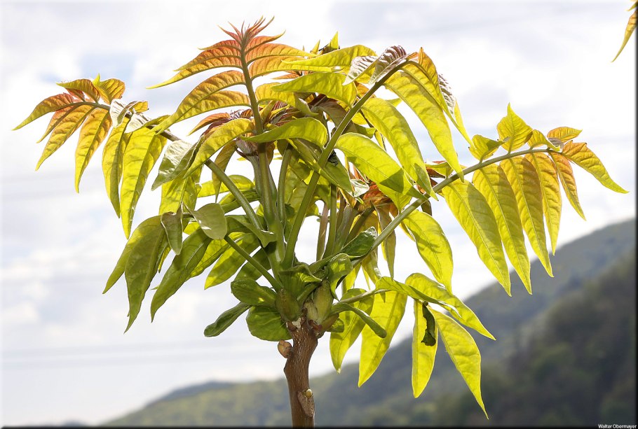 Айлант высочайший китайский ясень