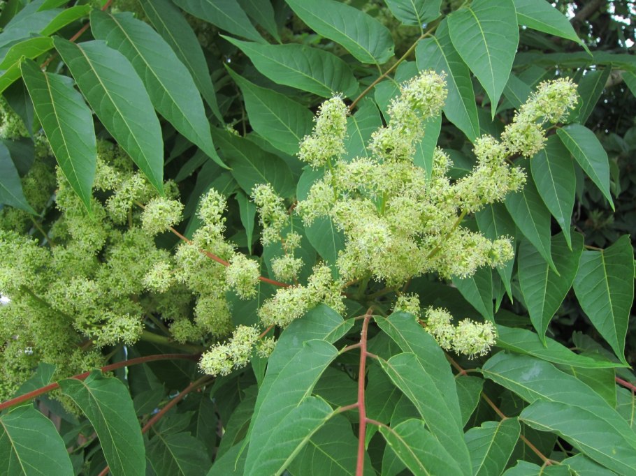 Айлант дерево