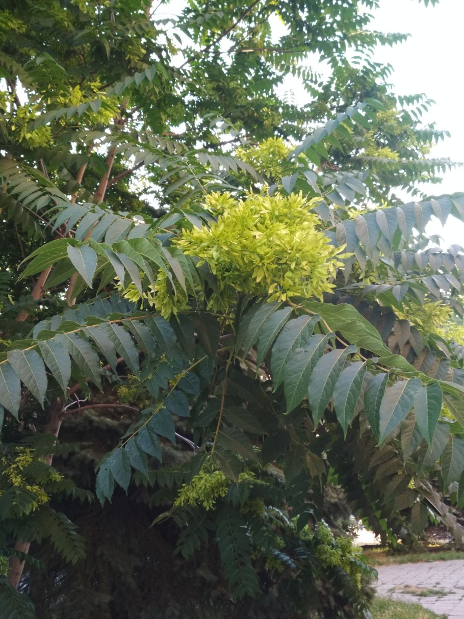 Айлант altissima