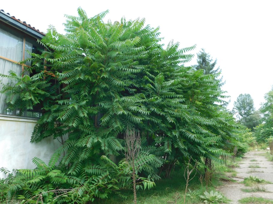 Айлант дерево листья