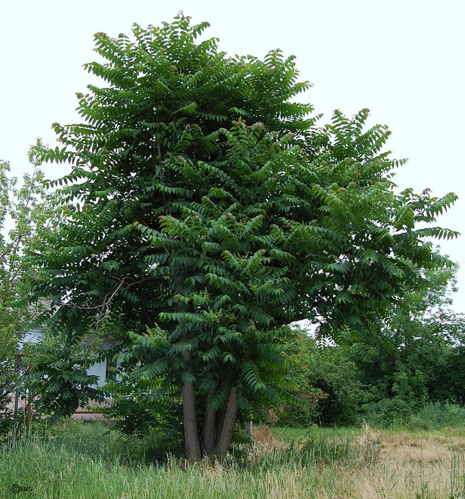 Айлант высочайший, китайский ясень (Ailanthus altissima)