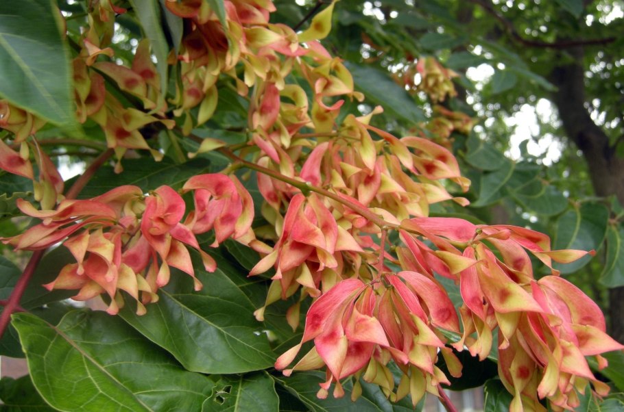 Айлант китайский ясень