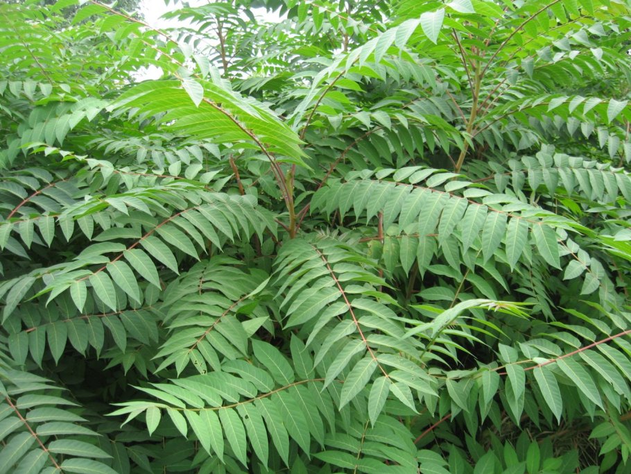Айлант высочайший китайский ясень