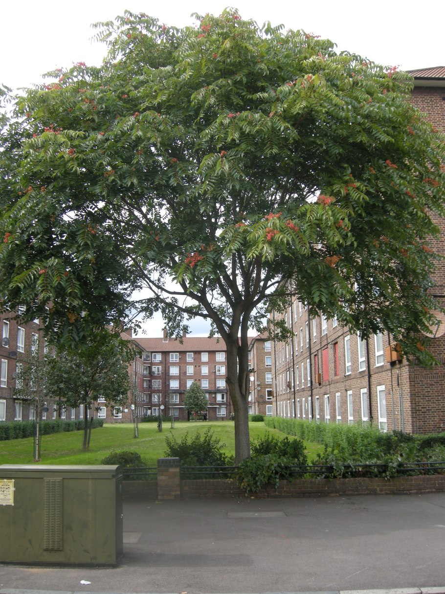 Ailanthus glandulosa
