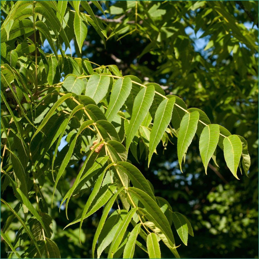 Айлант дерево