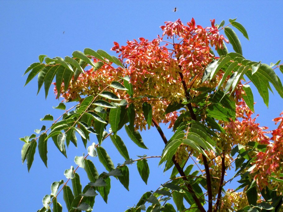 Ailanthus altissima Айлант высочайший