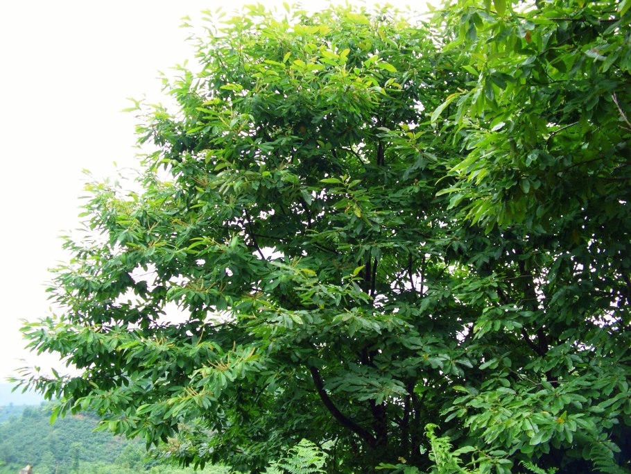 Айлант китайский ясень