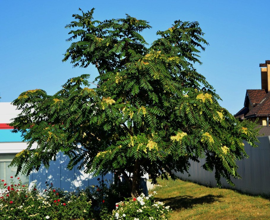 Ailanthus altissima Айлант высочайший