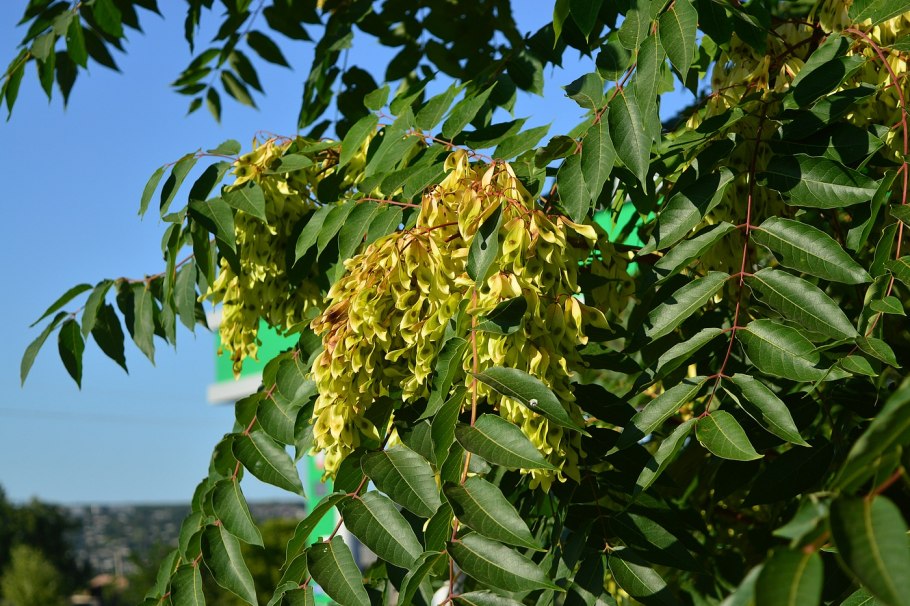 Ailanthus altissima Айлант высочайший