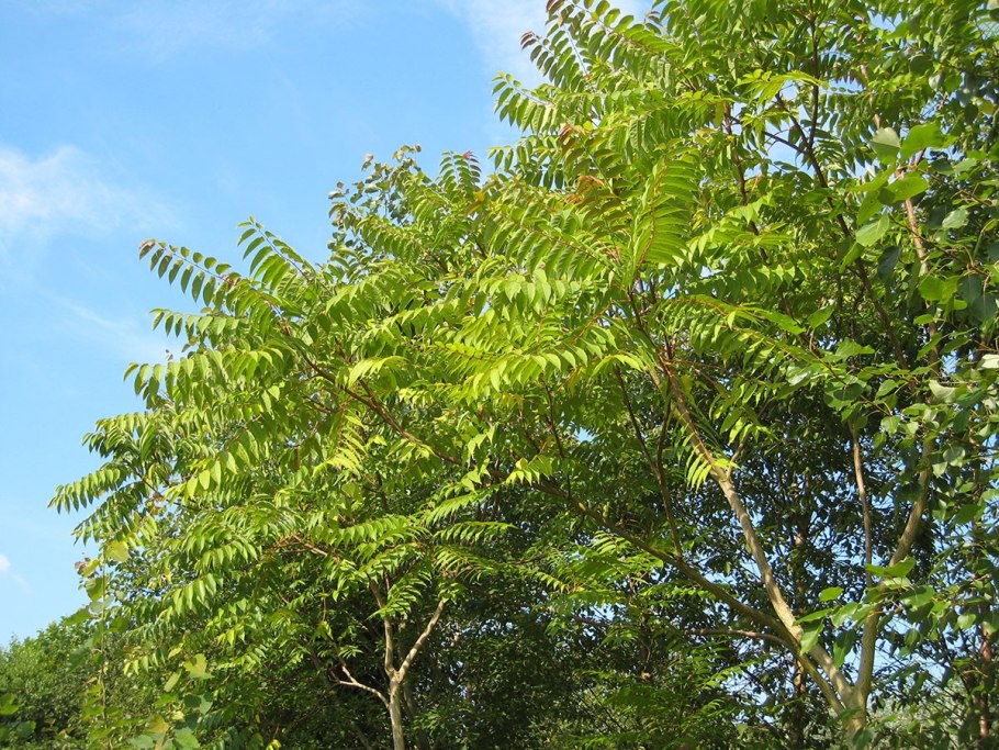 Айлант китайский ясень