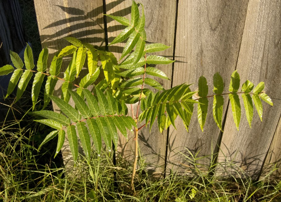Айлант китайский ясень
