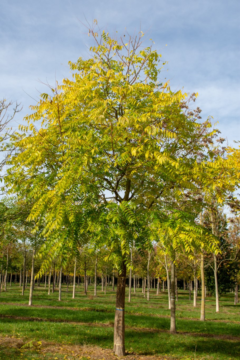 Айлант или китайский ясень