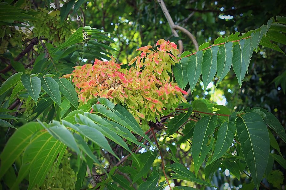 Айлант китайский ясень