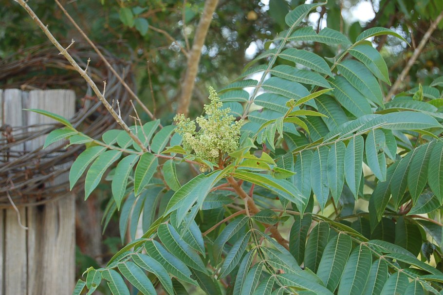 Айлант китайский ясень
