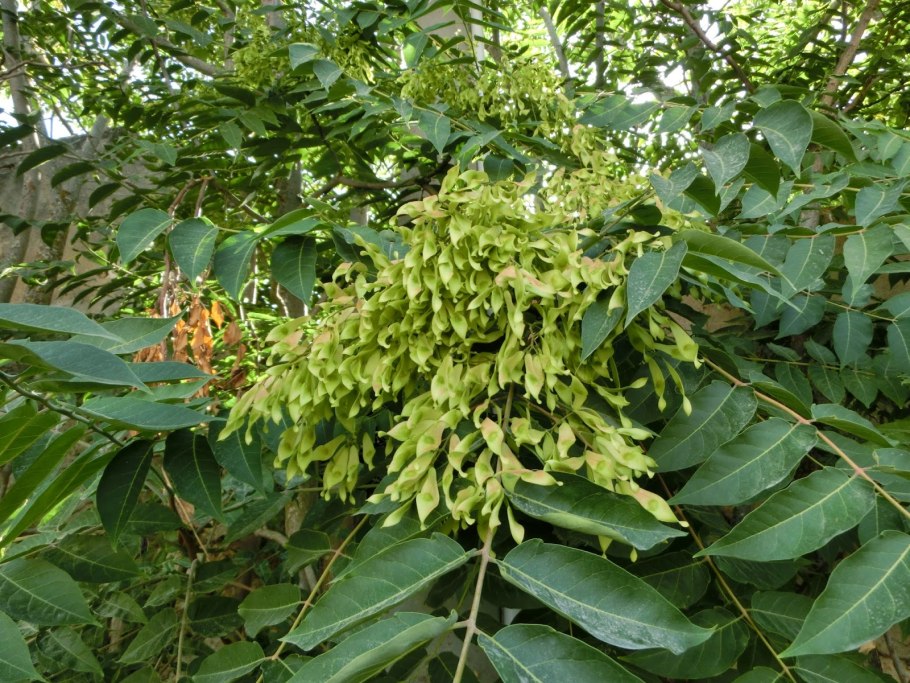 Айлант высочайший китайский ясень