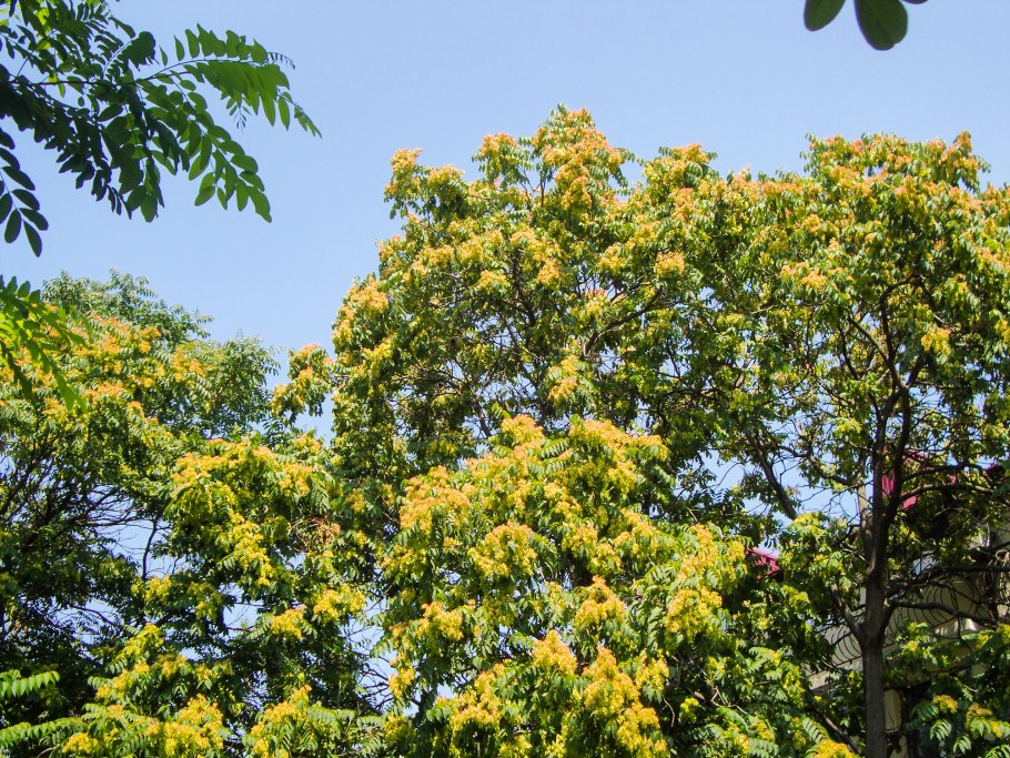 Айлант дерево