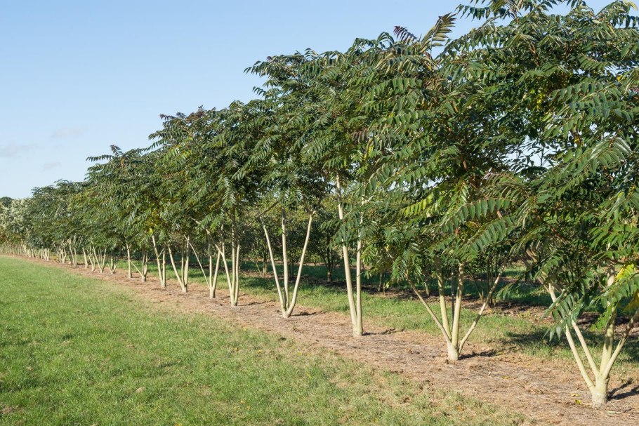 Орех маньчжурский juglans mandshurica