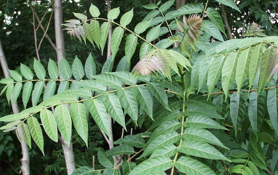 Ailanthus altissima