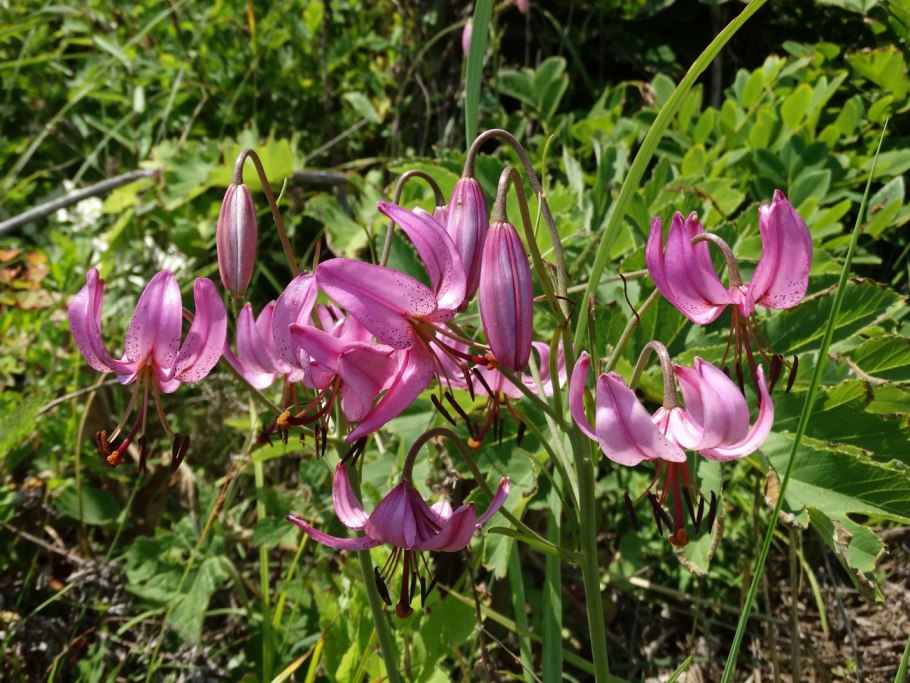 Lilium cernuum