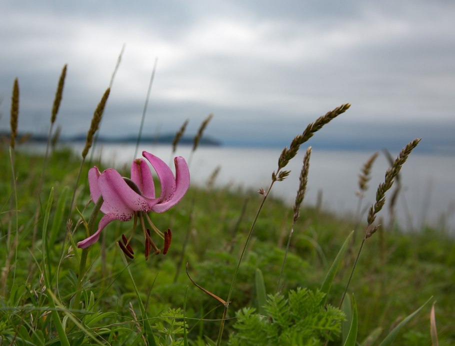 Лилия поникающая Lilium cernuum