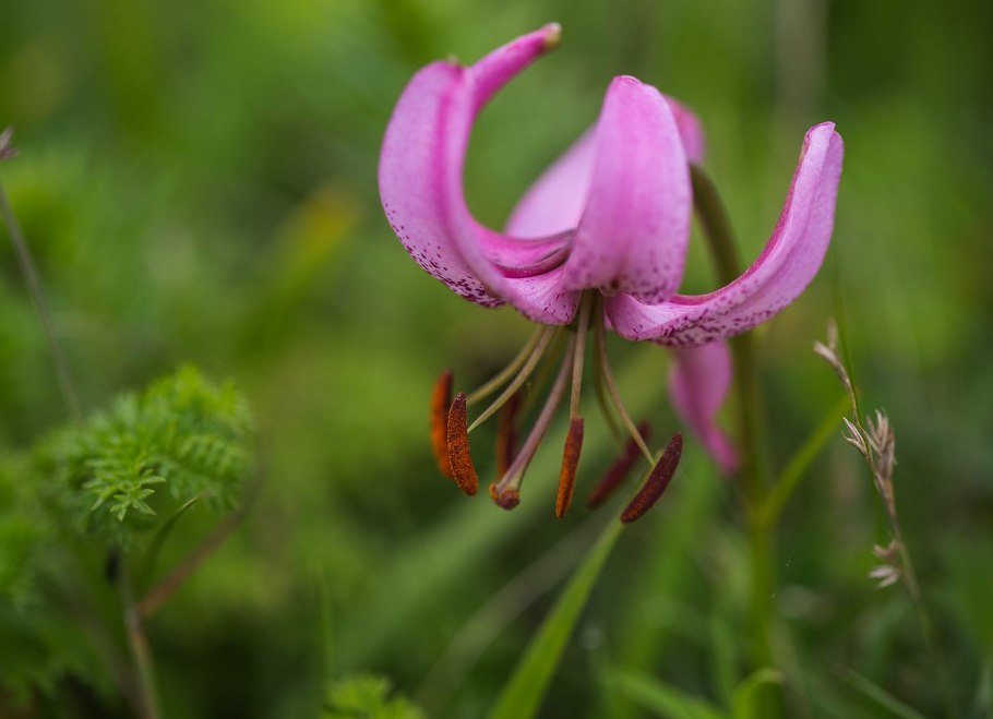 Лилия поникающая Lilium cernuum