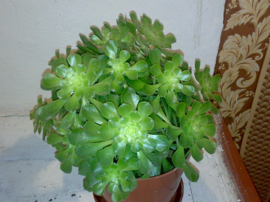 Aeonium tabuliforme