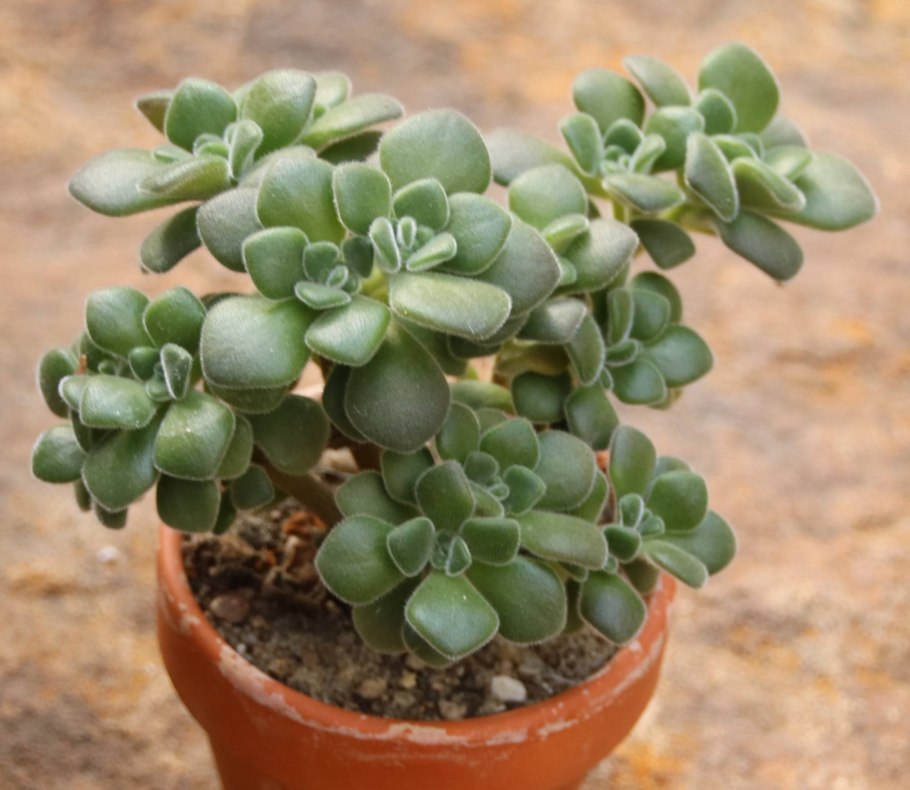 Седум pachyphyllum