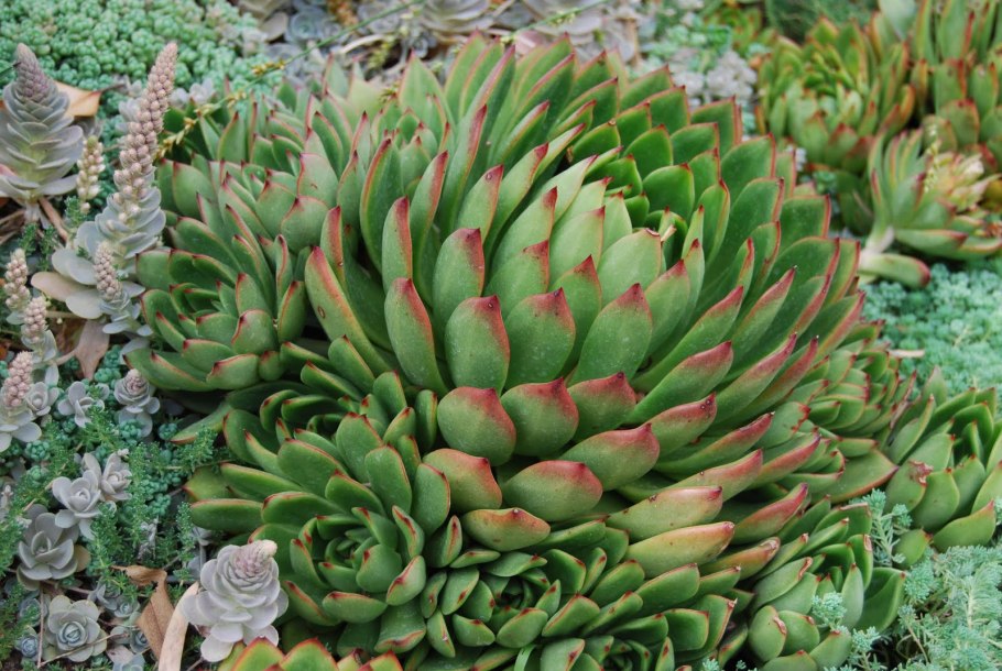 Суккулент эхеверия Echeveria