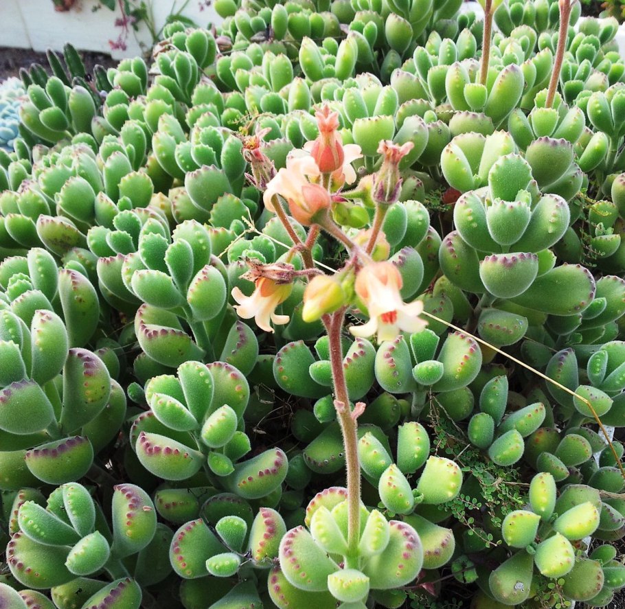 Эхеверия пулидонис Echeveria pulidonis