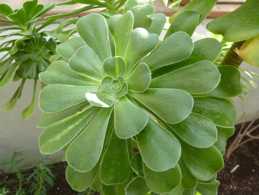Sedum Joyce Tulloch
