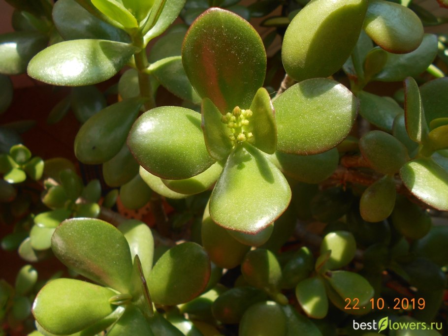 Котиледон tomentosa
