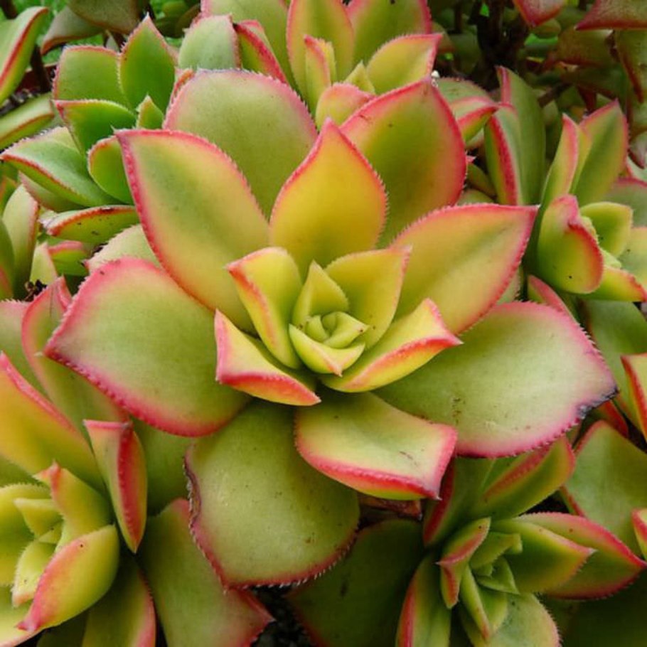 Суккулент Монантес Monanthes muralis