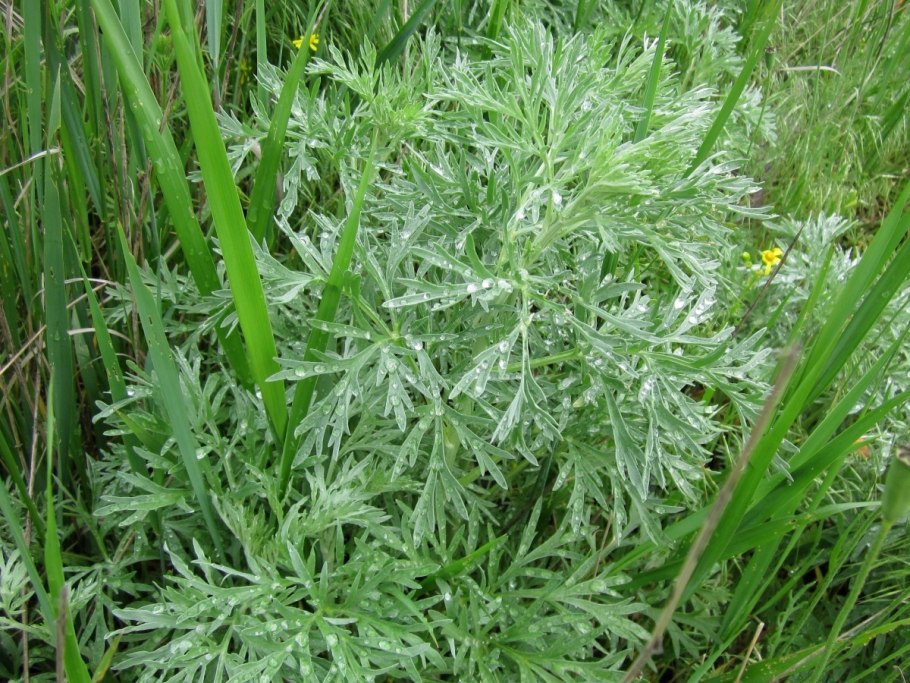 Аллергия на Полынь