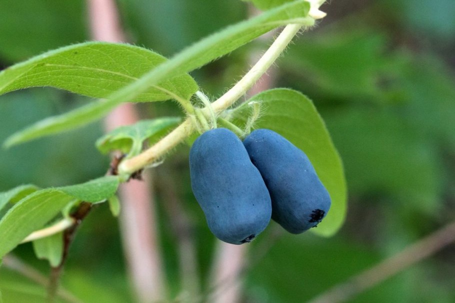 : Жимолость съедобная (Lonicera edulis) крона
